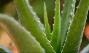 Aloe Vera Beneficios