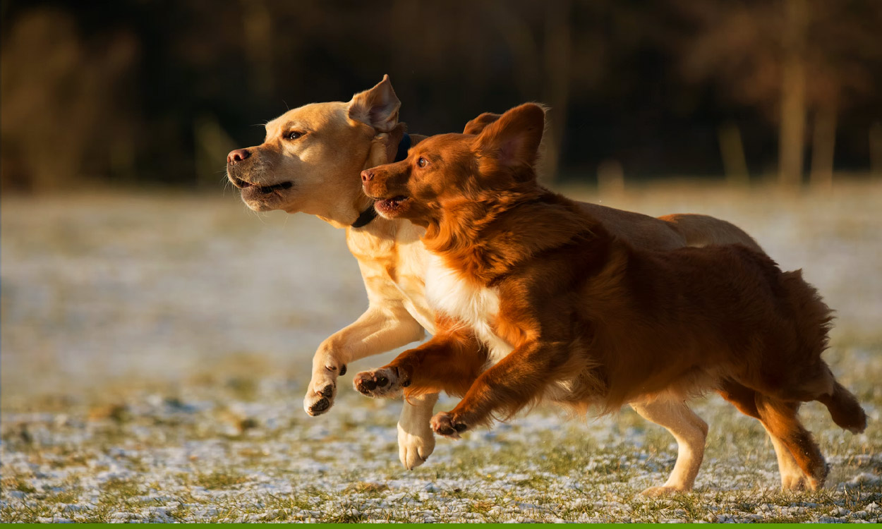 Correr con tu perro: todo lo que debes saber