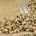 Semillas De Cañamo Cannabis Marihuana