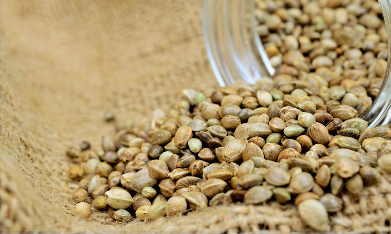 Semillas De Cañamo Cannabis Marihuana