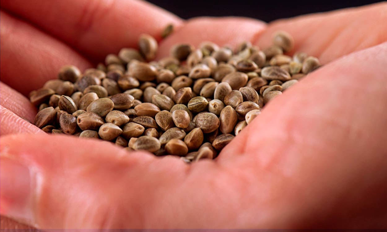 Semillas de cannabis para aportar nutrientes a nuestra alimentación