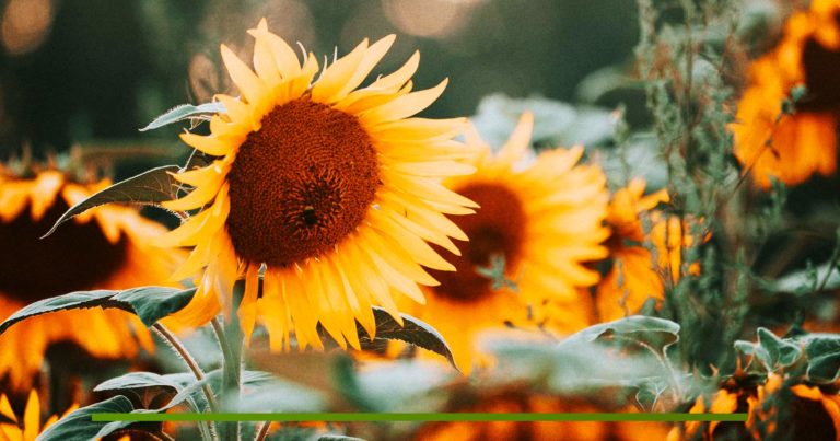 Beneficios de las semillas de girasol