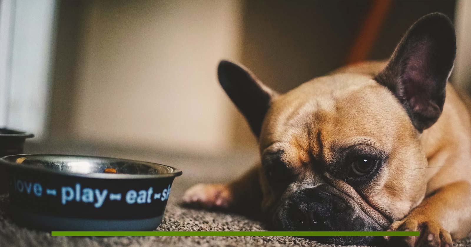 Qué comen los perros